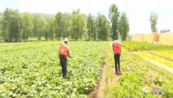 臨夏州和政縣積極開展農作物病蟲害統防統治，保障農業豐收