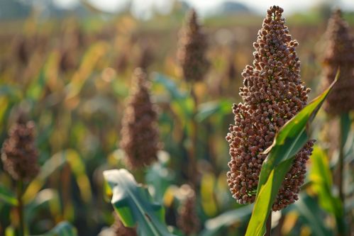 秋收時節的高粱 金黃如火，豐收的希望