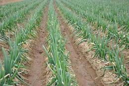 精選優質農作物種苗批發 尋找可靠的蔬菜種子與種苗貨源指南