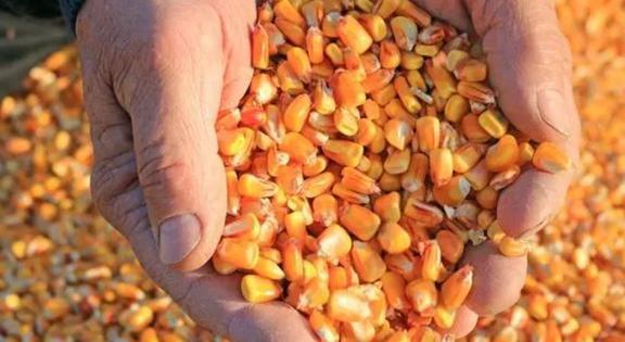 美國農作物畝產水平與水果種植優勢解析 科技與管理驅動的現代農業